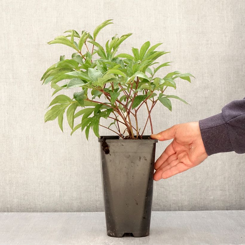 Paeonia lactiflora Inspecteur Lavergne 3L/4L pot sample as delivered in spring