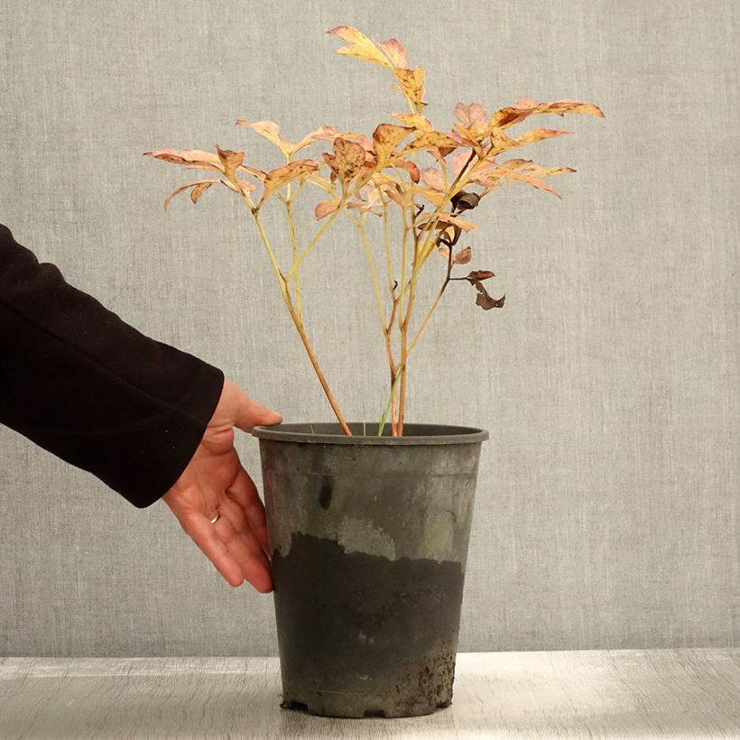 Spécimen de Pivoine lactiflora Jan van Leeuwen Pot de 3L/4L tel que livré en automne