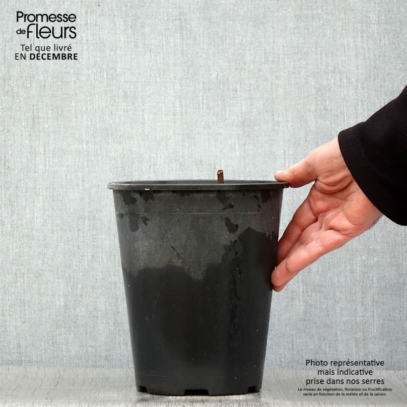 Spécimen de Pivoine lactiflora Jan van Leeuwen Pot de 3L/4L tel que livré en hiver