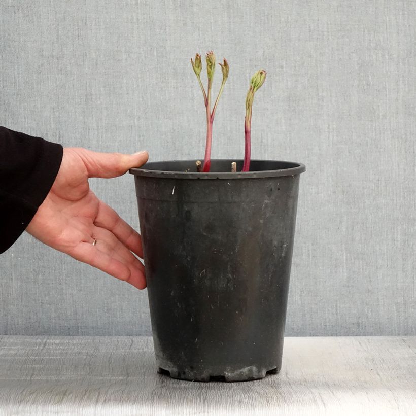 Spécimen de Pivoine lactiflora Jan van Leeuwen Pot de 3L/4L tel que livré au printemps