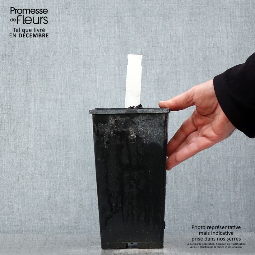 Spécimen de Pivoine lactiflora Kansas Pot de 3L/4L tel que livré en hiver