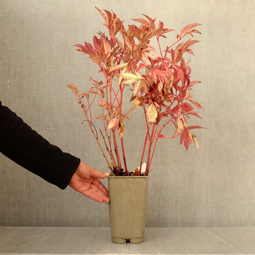 Spécimen de Pivoine lactiflora Karl Rosenfield Pot de 3L/4L tel que livré en automne