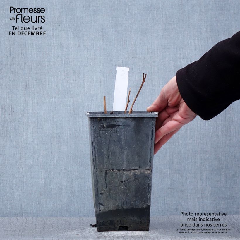 Spécimen de Pivoine lactiflora Karl Rosenfield Pot de 3L/4L tel que livré en hiver