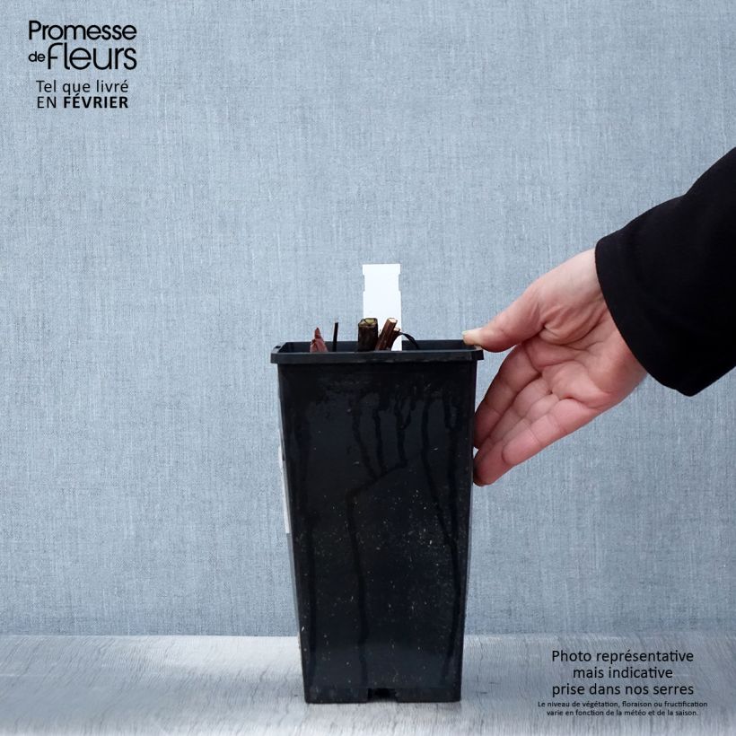 Spécimen de Pivoine lactiflora King's Day Pot de 3L/4L tel que livré en hiver