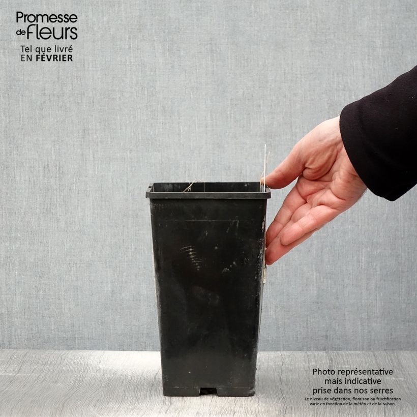 Spécimen de Pivoine lactiflora Lady Alexandra Duff Pot de 3L/4L tel que livré en hiver