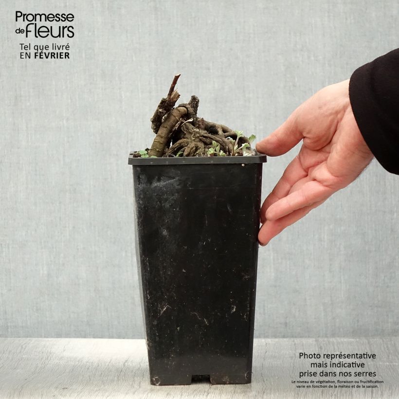 Spécimen de Pivoine lactiflora Laura Dessert Pot de 3L/4L tel que livré en hiver