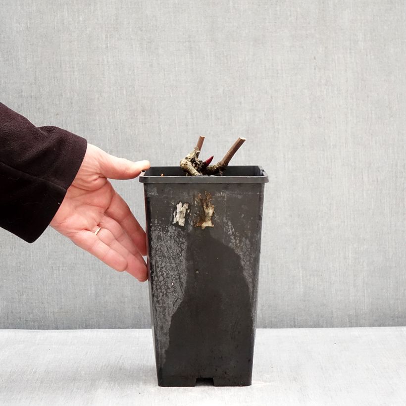 Spécimen de Pivoine lactiflora Lemon Chiffon  Pot de 3L/4L tel que livré en hiver