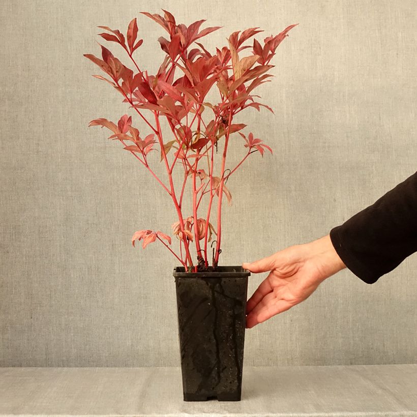 Spécimen de Pivoine lactiflora Louis Van Houtte Pot de 3L/4L tel que livré en automne