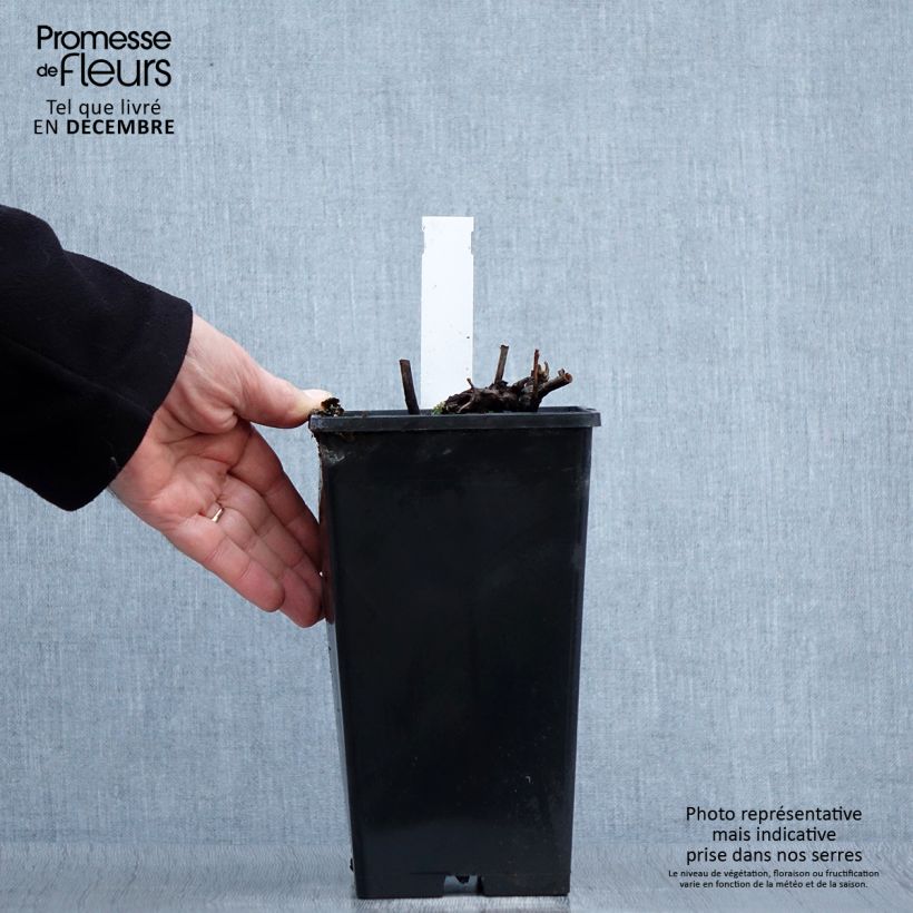 Spécimen de Pivoine lactiflora Louis Van Houtte Pot de 3L/4L tel que livré en hiver