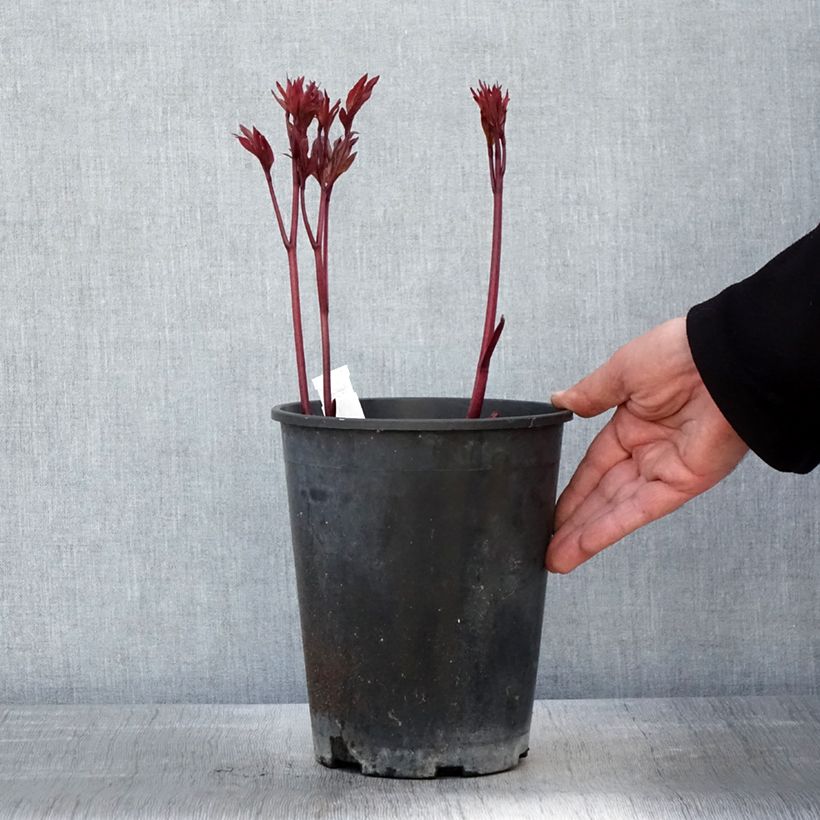 Spécimen de Pivoine lactiflora Louis Van Houtte Pot de 3L/4L tel que livré au printemps