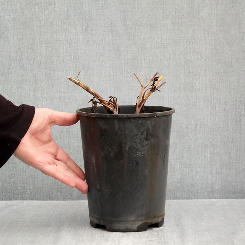 Spécimen de Pivoine lactiflora Madame Emile Debatène Pot de 3L/4L tel que livré en automne