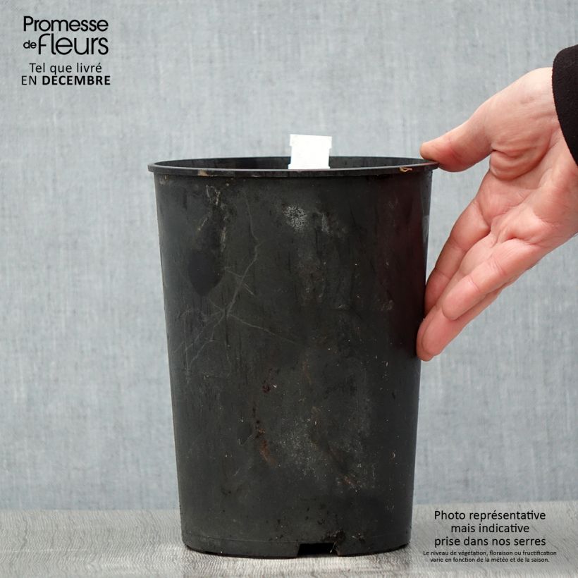 Spécimen de Pivoine lactiflora Madame Emile Debatène Pot de 3L/4L tel que livré en hiver