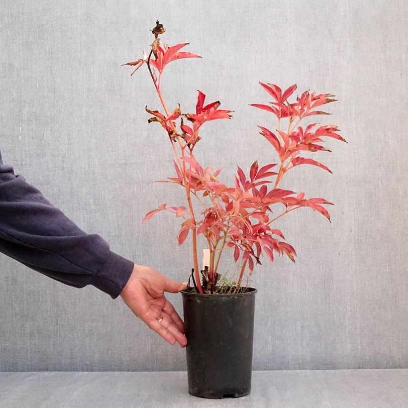 Spécimen de Pivoine lactiflora Mistress Pot de 4L/5L tel que livré en automne