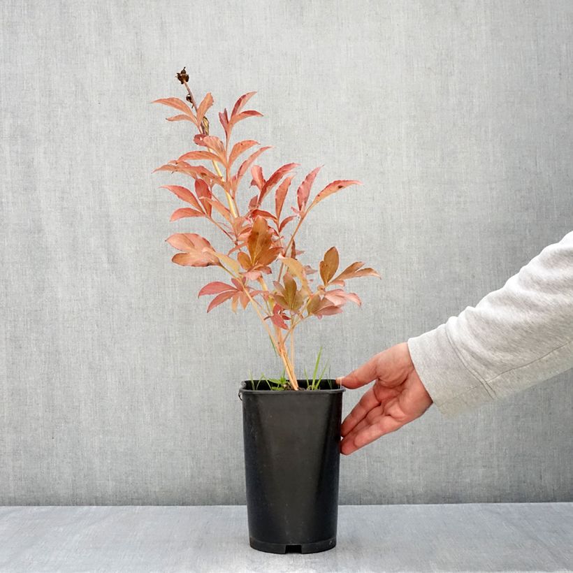Spécimen de Pivoine lactiflora Monsieur Jules Elie Pot de 3L/4L tel que livré en automne