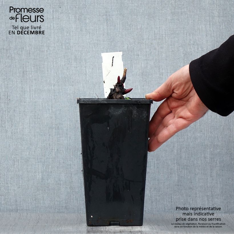 Spécimen de Pivoine lactiflora Monsieur Jules Elie Pot de 3L/4L tel que livré en hiver