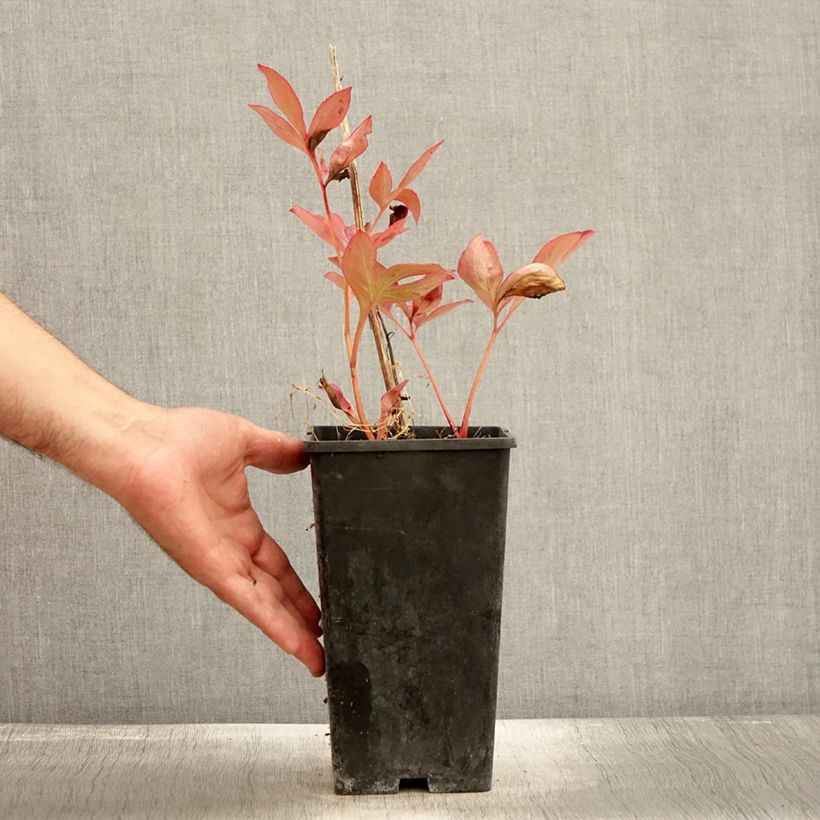 Spécimen de Pivoine lactiflora Mother's Choice Pot de 3L/4L tel que livré en automne