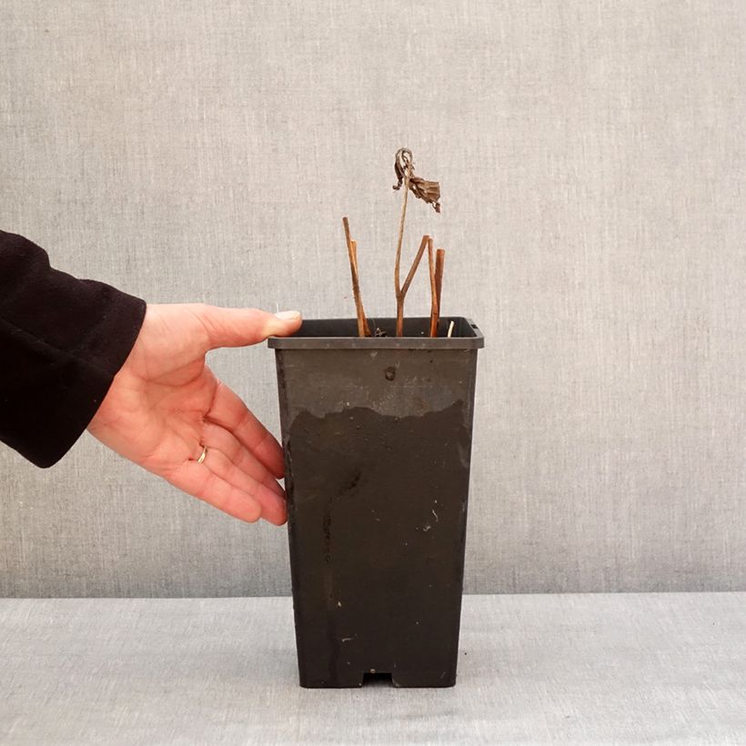 Spécimen de Pivoine lactiflora Mother's Choice Pot de 3L/4L tel que livré en hiver