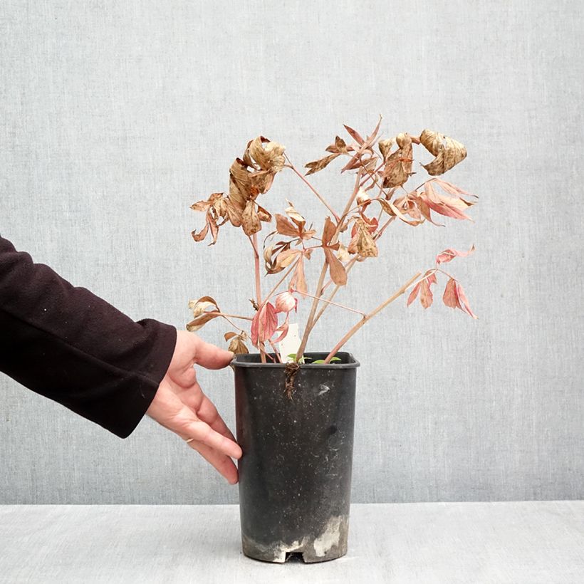 Spécimen de Pivoine lactiflora Mrs JV Edlund Pot de 4L/5L tel que livré en automne