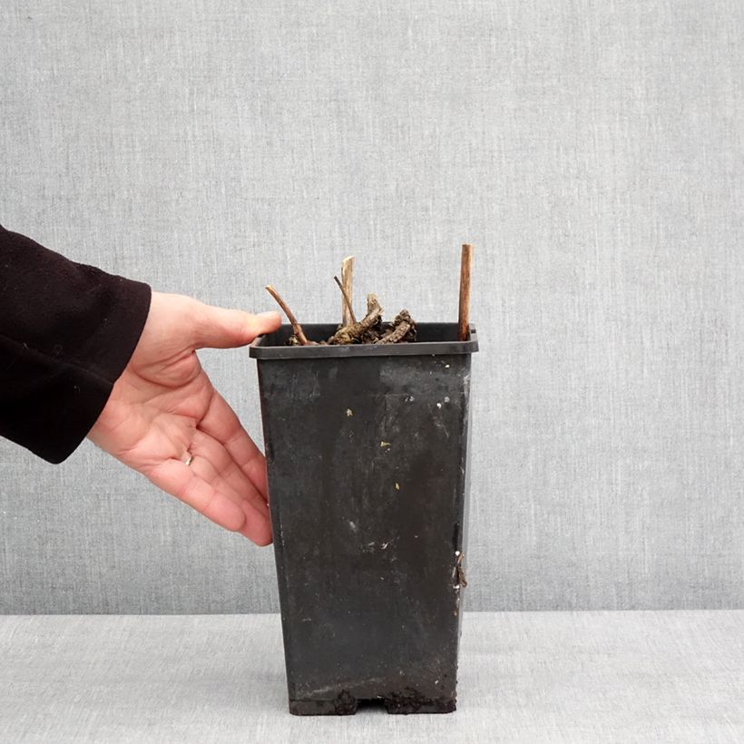 Spécimen de Pivoine lactiflora Neon Pot de 3L/4L tel que livré en hiver