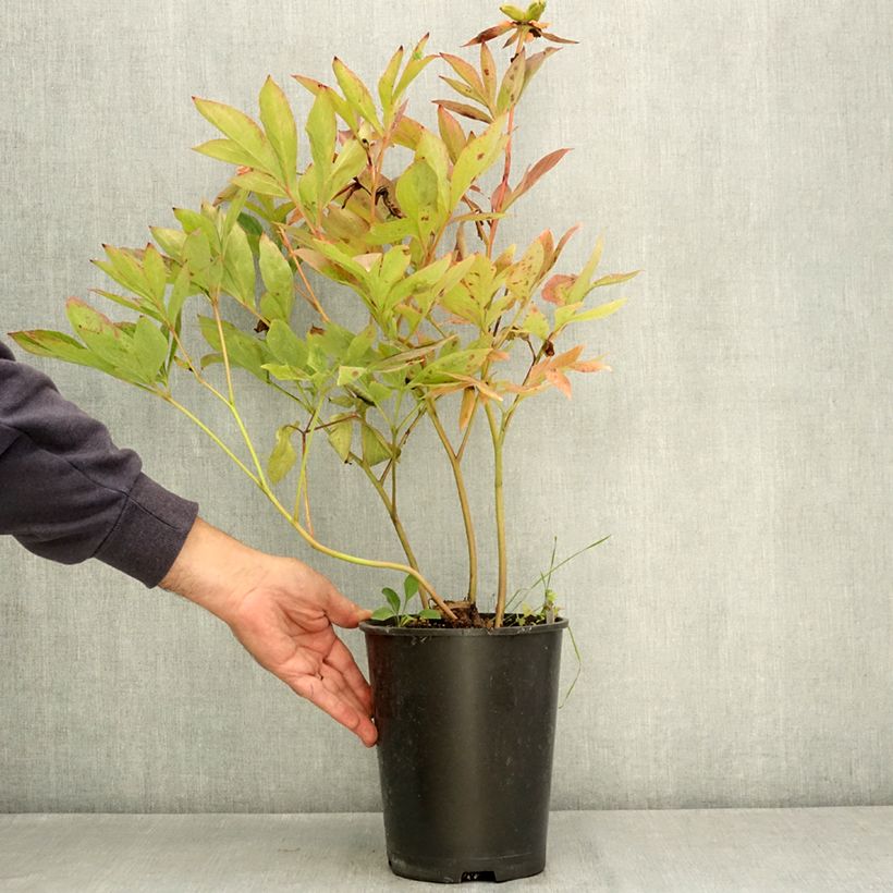 Spécimen de Pivoine lactiflora Nymphe Pot de 3L/4L tel que livré en été