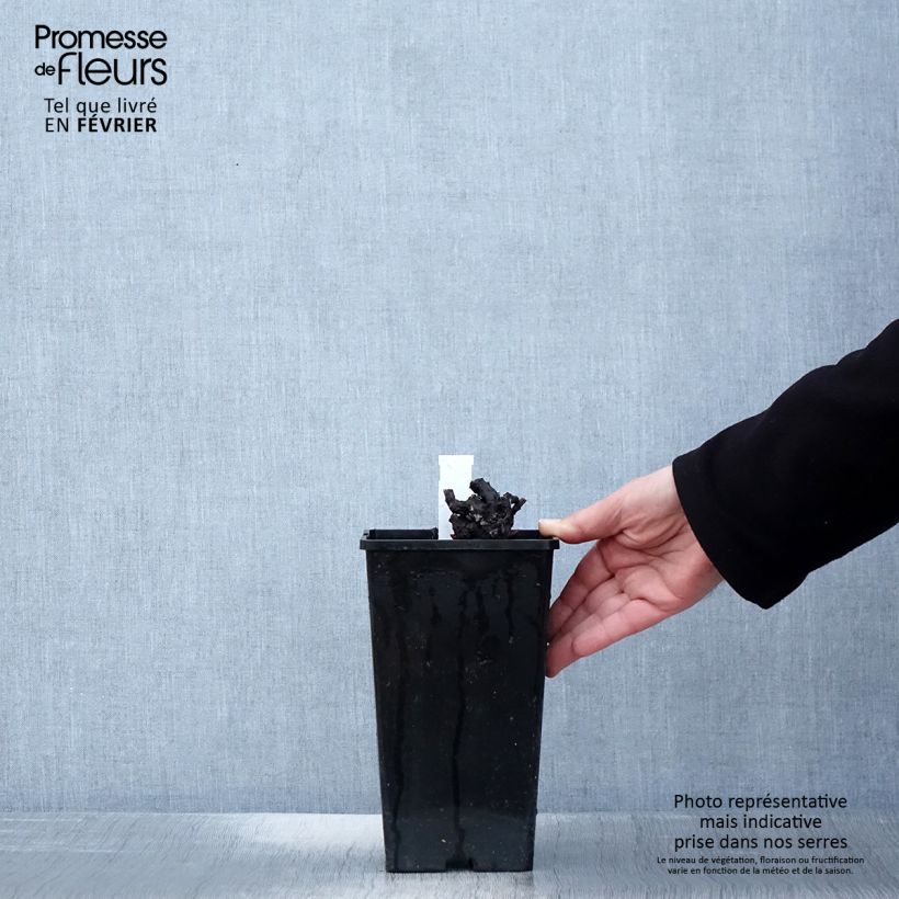 Spécimen de Pivoine lactiflora Nymphe Pot de 3L/4L tel que livré en hiver