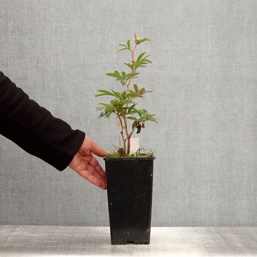 Spécimen de Pivoine lactiflora Pink Hawaiian Coral Pot de 3L/4L tel que livré au printemps