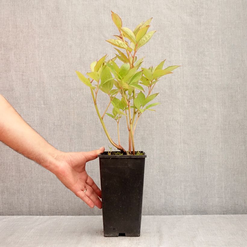 Spécimen de Pivoine lactiflora Pink Vanguard Pot de 4L/5L tel que livré en été