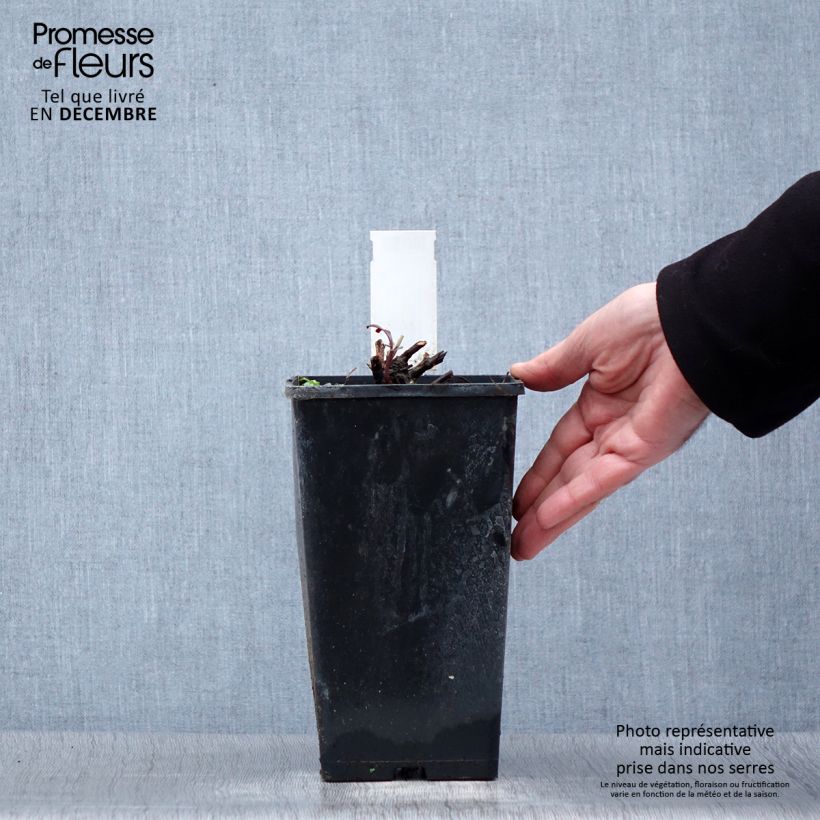 Spécimen de Pivoine lactiflora Primevère  Pot de 3L/4L tel que livré en hiver