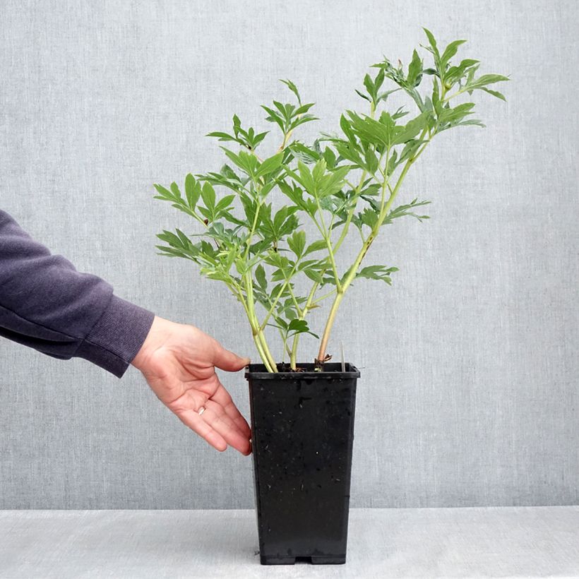 Spécimen de Pivoine lactiflora Raspberry Charm Pot de 4L/5L tel que livré au printemps