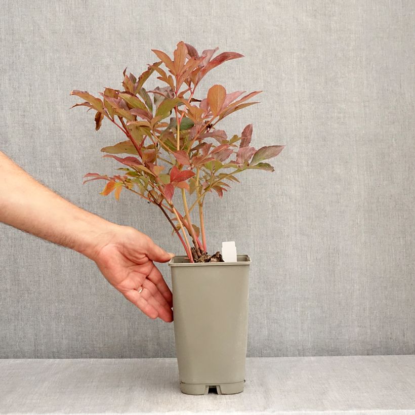 Spécimen de Pivoine lactiflora Reine Wilhelmine Pot de 3L/4L tel que livré en été