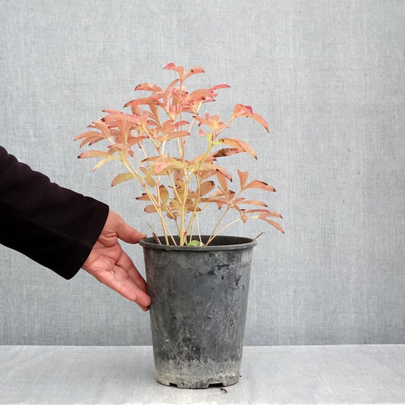 Spécimen de Pivoine lactiflora Sea Shell Pot de 3L/4L tel que livré en automne