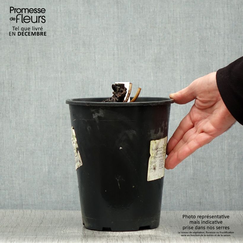 Spécimen de Pivoine lactiflora Sea Shell Pot de 3L/4L tel que livré en hiver