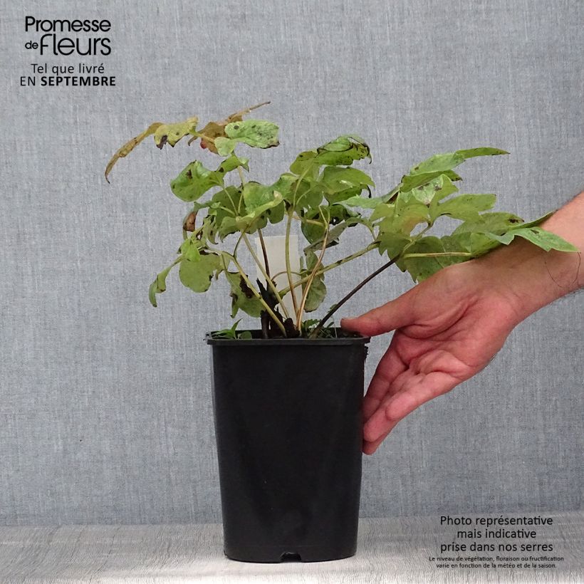 Spécimen de Pivoine lactiflora Shirley Temple Pot de 3L/4L tel que livré en été