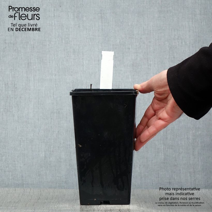 Spécimen de Pivoine lactiflora Shirley Temple Pot de 3L/4L tel que livré en hiver