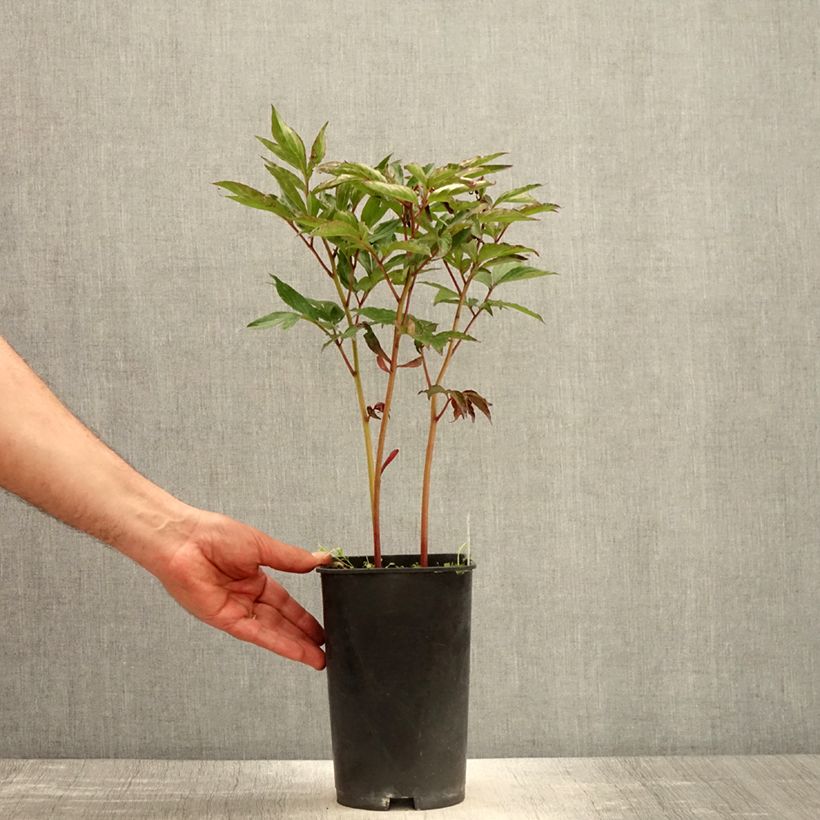 Spécimen de Pivoine lactiflora Shirley Temple Pot de 3L/4L tel que livré au printemps