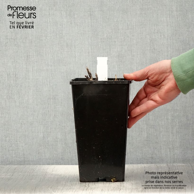 Spécimen de Pivoine lactiflora Sorbet Pot de 3L/4L tel que livré en hiver