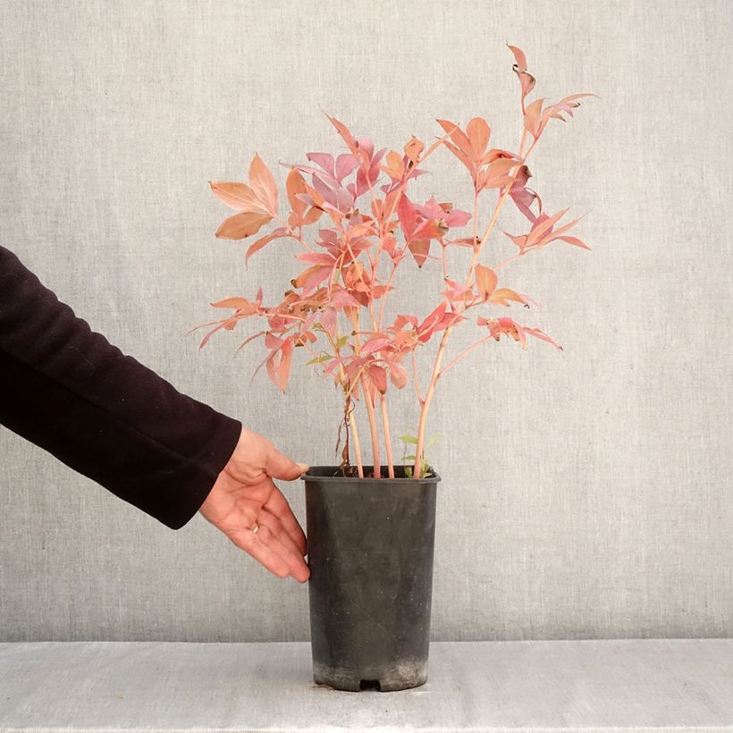 Spécimen de Pivoine lactiflora Think pink Pot de 4L/5L tel que livré en automne