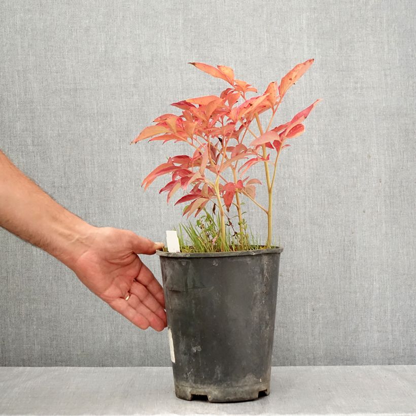 Spécimen de Pivoine lactiflora Top Brass Pot de 3L/4L tel que livré en automne