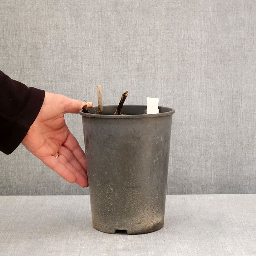 Spécimen de Pivoine lactiflora Top Brass Pot de 3L/4L tel que livré au printemps