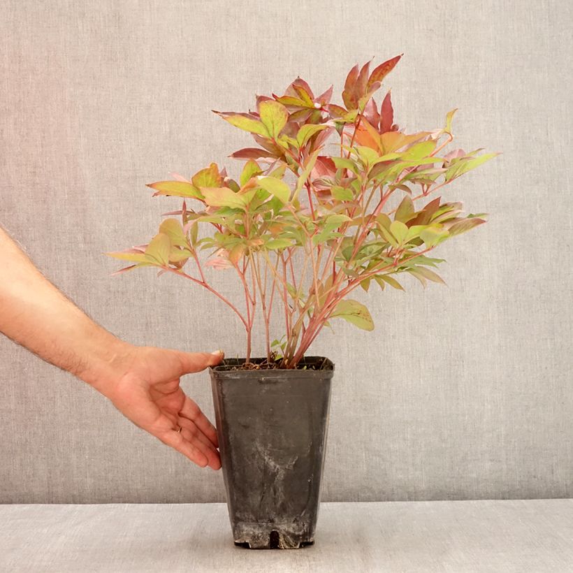 Spécimen de Pivoine lactiflora Victoire de la Marne Pot de 3L/4L tel que livré en été