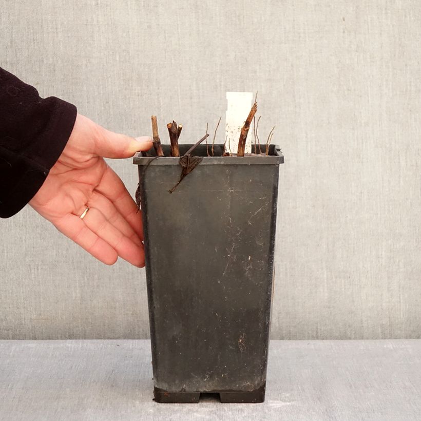 Spécimen de Pivoine lactiflora Victoire de la Marne Pot de 3L/4L tel que livré en hiver