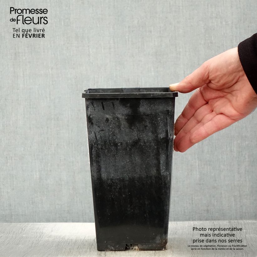 Spécimen de Pivoine lactiflora White Wings Pot de 3L/4L tel que livré en hiver