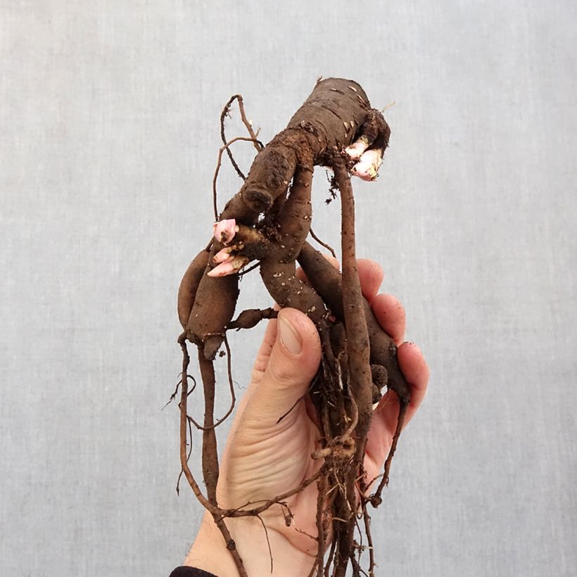 Spécimen de Pivoine naine Patio Peony Oslo Souche 3/5 yeux tel que livré en hiver