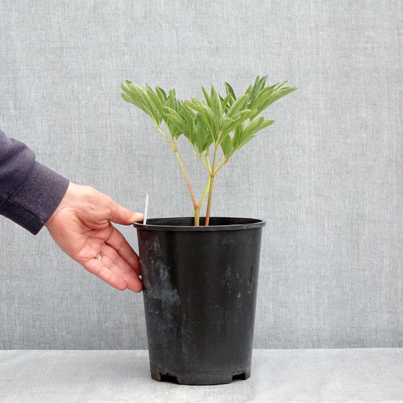 Spécimen de Pivoine officinale Alba Plena Pot de 3L/4L tel que livré au printemps