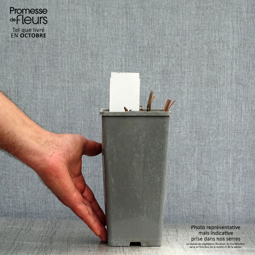 Spécimen de Pivoine officinale Rosea Plena Pot de 12 cm / 13 cm tel que livré en automne