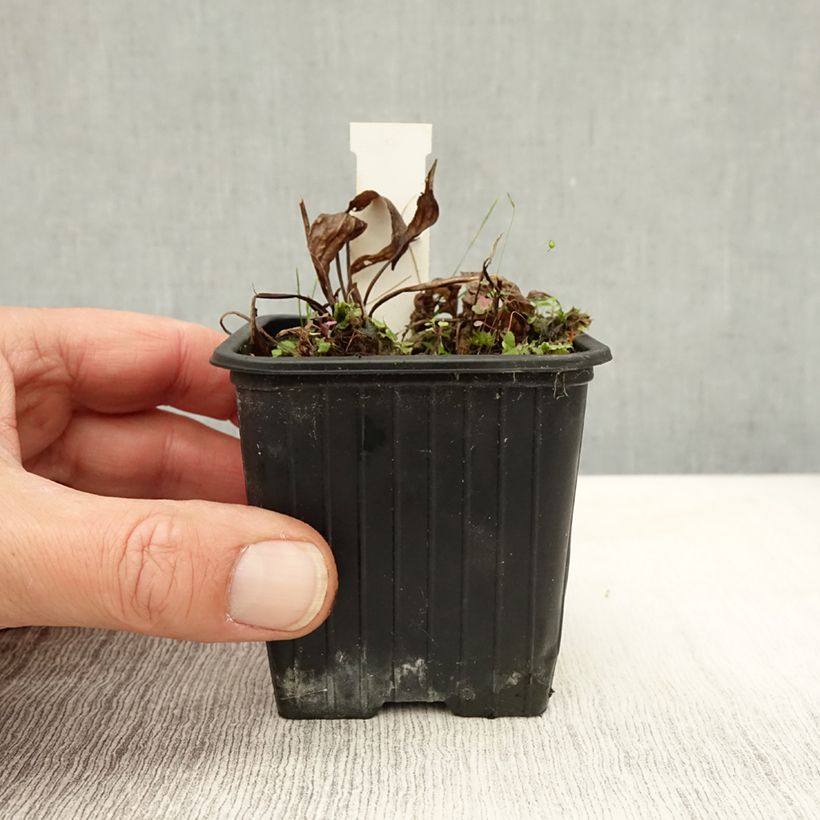 Spécimen de Plantain d'eau commun - Alisma plantago-aquatica Godet de 8/9 cm tel que livré en automne