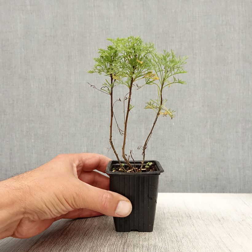 Spécimen de Plante cola - Artemisia abrotanum var.maritima Godet de 7/8 cm tel que livré en automne