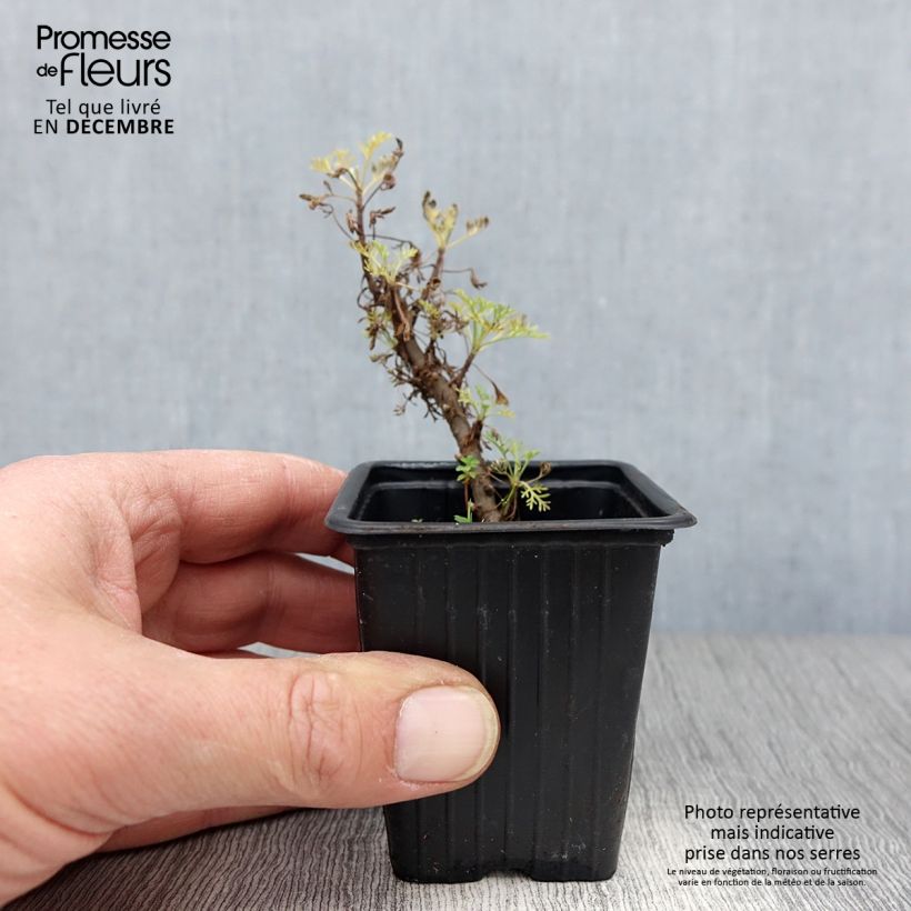 Spécimen de Plante cola - Artemisia abrotanum var.maritima Godet de 7/8 cm tel que livré en hiver