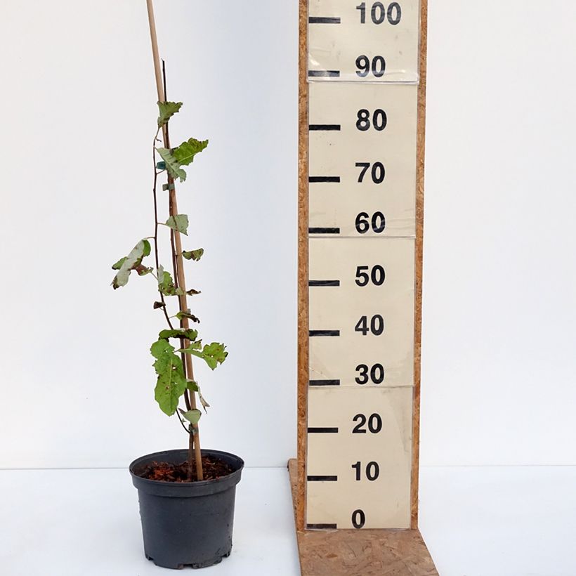 Spécimen de Plaqueminier, Kaki de Virginie - Diospyros virginiana Pot de 4L/5L tel que livré en automne