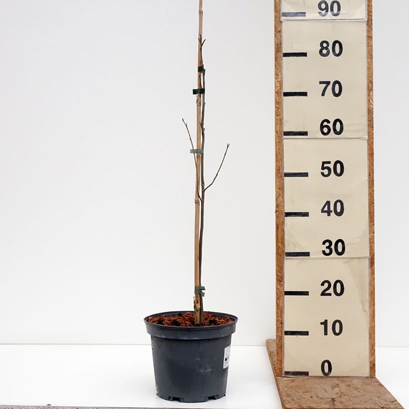 Spécimen de Plaqueminier, Kaki de Virginie - Diospyros virginiana Pot de 4L/5L tel que livré en hiver